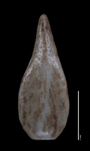 Nutlet1, dorsal view: SGO 147842