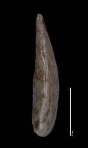 Nutlet1, lateral view: SGO 147842