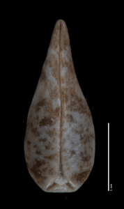 Nutlet1, ventral view: SGO 147842