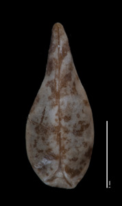 Nutlet2, ventral view: SGO 147842