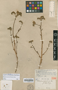 Holotype: P00606769