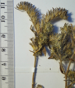 Herbarium close-up1: SGO 147842