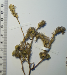 Herbarium close-up2: SGO 147842