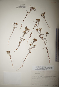 C_pondii-HCIB21969 specimen