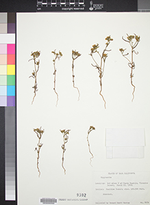 DES00009392 herbarium sheet