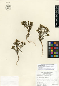 SBBG49613 specimen