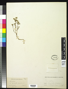 US01050283 holotype specimen