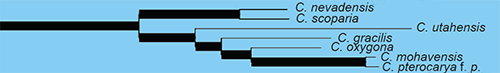 Simpson_etal2017_1411-cpDNA cladogram