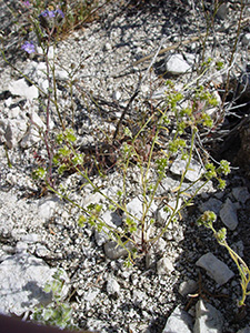 Cryptantha_pterocarya_v_pseudocycloptera-MGS2374a-SDSU12798a image