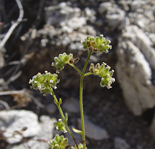 Cryptantha_pterocarya_v_pseudocycloptera-MGS2374b-SDSU12798 image