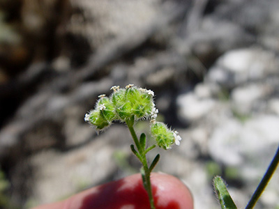 Cryptantha_pterocarya_v_pseudocycloptera-MGS2374c-SDSU12798 image