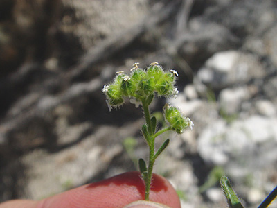 Cryptantha_pterocarya_v_pseudocycloptera-MGS2374d-SDSU12798 image