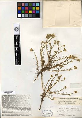 GH00096300-C_quentinensis holotype