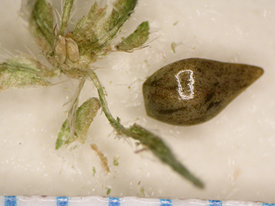 Cryptantha_sparsiflora-Sanders34146-UCR184326 fruit