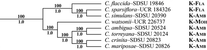 Mabry_Simpson2018_p63-Concatenated cladogram