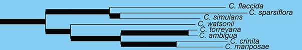 Simpson_etal2017_p1411-cpDNA cladogram