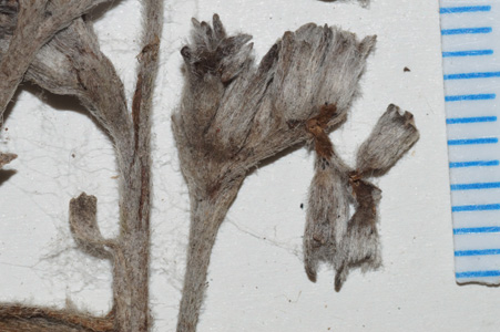 Nesocaryum stylosum- SGO122886 specimen closeup5