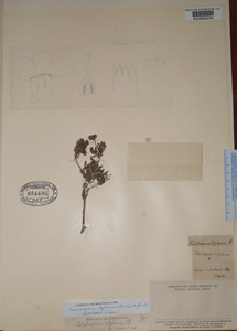 Nesocaryum_stylosum-SGO054406 holotype