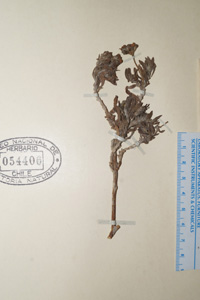 Nesocaryum_stylosum-SGO054406 holotype close-up