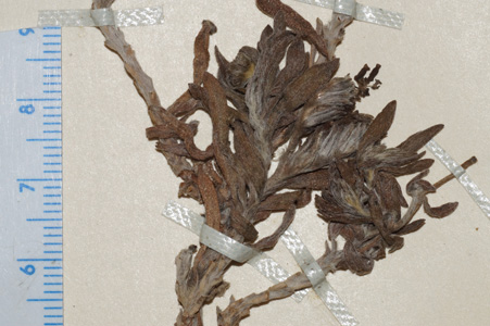 Nesocaryum_stylosum-SGO054406 holotype close-up3