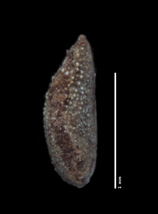 Nesocaryum stylosum- SGO122886 nutlet2 lateral view