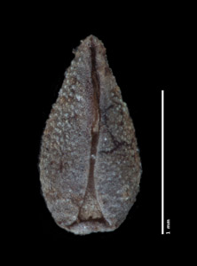 Nesocaryum stylosum- SGO122886 nutlet1 ventral view