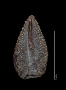 Nesocaryum stylosum- SGO122886 nutlet2 ventral view