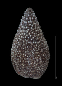 Nesocaryum stylosum- SGO122886 nutlet3 dorsal view