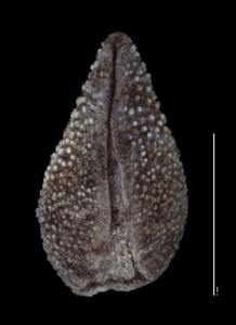 Nesocaryum stylosum- SGO122886 nutlet3 ventral view