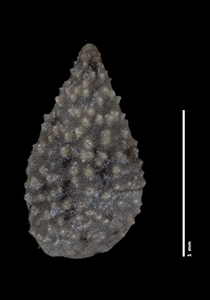 C_subamplexicaulis-F685624 nutlet dorsal view