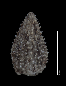 C_subamplexicaulis-F685624 nutlet dorsal view