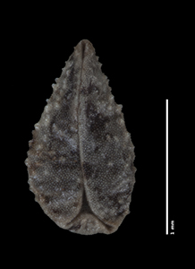 C_subamplexicaulis-F685624 nutlet ventral view