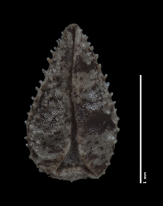 C_subamplexicaulis-F685624 nutlet ventral view