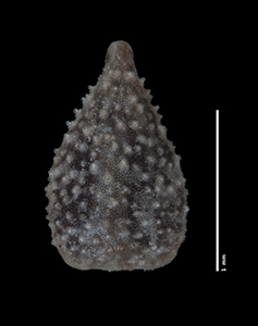 C_subamplexicaulis-F685639 nutlet dorsal view