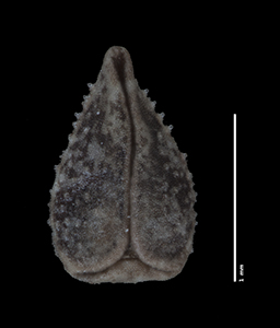 C_subamplexicaulis-F685639 nutlet ventral view