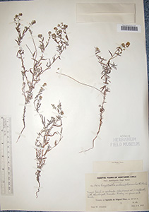 Cryptantha_subamplexicaulis-F685624 specimen