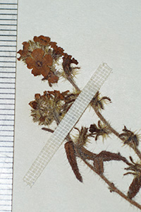 Cryptantha_subamplexicaulis-F685624 specimen2