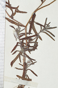 Cryptantha_subamplexicaulis-F685624 specimen4