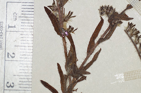 Cryptantha_subamplexicaulis-F685624 specimen5