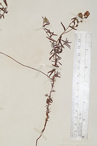 Cryptantha_subamplexicaulis-F685624 specimen6