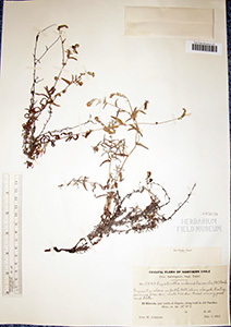 Cryptantha_subamplexicaulis-F685639 specimen