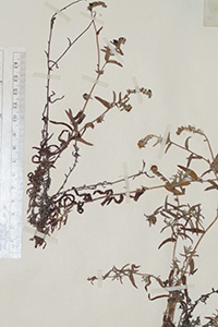 Cryptantha_subamplexicaulis-F685639 specimen2