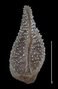 C_subamplexicaulis-F2114636 nutlet2