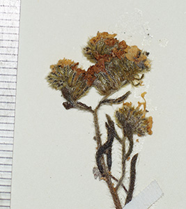 Cryptantha_subamplexicaulis-F2114636 specimen2