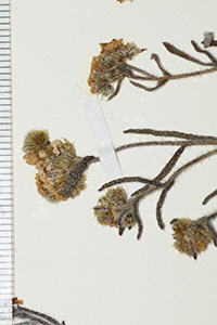 Cryptantha_subamplexicaulis-F2114636 specimen3