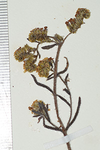 Cryptantha_subamplexicaulis-F2114636 specimen4