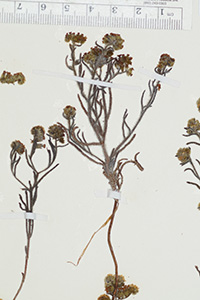 Cryptantha_subamplexicaulis-F2114636 specimen6