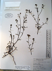 Cryptantha_subamplexicaulis-Teillier2843-SGO129433 specimen1