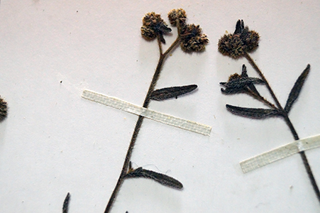 Cryptantha_subamplexicaulis-Teillier2843-SGO129433 specimen3