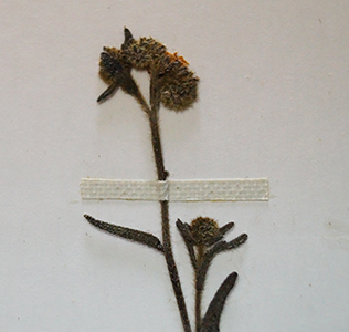 Cryptantha_subamplexicaulis-Teillier2843-SGO129433 specimen4